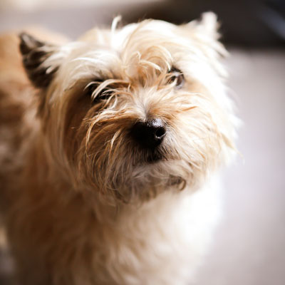 dog-walker-28