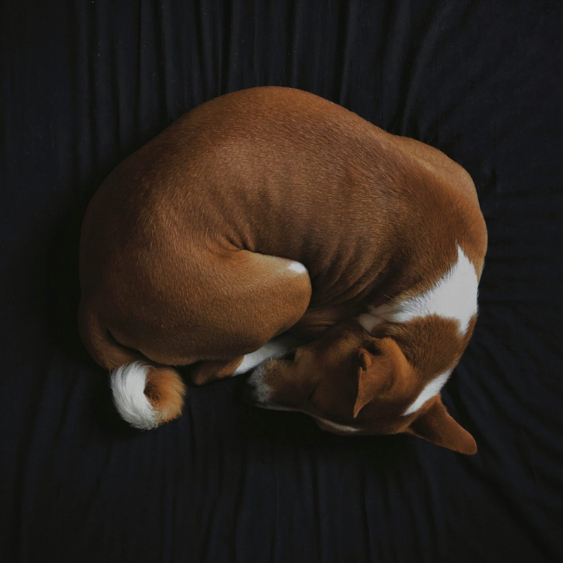 edvinas-bruzas-QV8xurqnXTs-unsplash